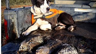 Catch amp Cook Grouse  Alaska Wilderness [upl. by Kamilah62]