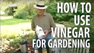 How To Use Vinegar For Gardening  The Dirt Doctor [upl. by Yebba]