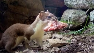 Stoat Mother Hunts to Feed Kits  Weasels Feisty amp Fearless  BBC Earth [upl. by Creighton598]