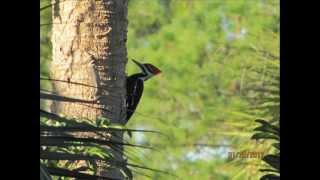 Sound of a Pileated Woodpecker [upl. by Brunk]