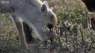 Wolves hunting Caribou  Planet Earth  BBC [upl. by Plantagenet]