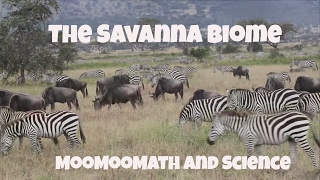 Savanna Grassland Biome Facts [upl. by Lord]