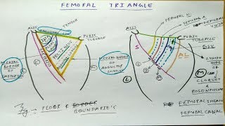 JEJUNUM AND ILEUM ANATOMY [upl. by Krock]