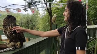 Owl Sanctuary Festival Park Ebbw Vale [upl. by Pomona405]