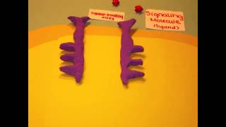 Receptor Tyrosine Kinases [upl. by Egamlat]