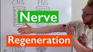 Nerve Regeneration  Spinal Cord vs Peripheral Nerves [upl. by Adelind]