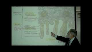 DIGESTIVE SYSTEM PART 4 INTESTINE amp DIGESTION by Professor Fink [upl. by Ayatnwahs]