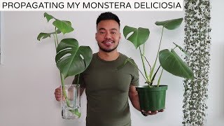 Propagating My Monstera Deliciosa  Houseplant Update Spring 2019 [upl. by Spohr41]