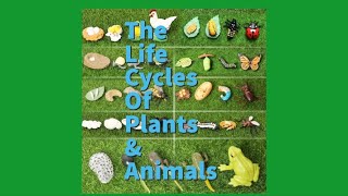 The Life Cycles of Plants and Animals [upl. by Leeland58]