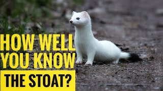 Stoat  Description Characteristics and Facts [upl. by Sion]