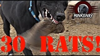 Mink and Dogs DESTROY 30 RATS [upl. by Blaire220]