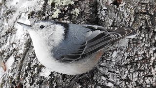 Whitebreasted Nuthatch song and call [upl. by Ahsenod752]