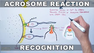 Acrosome Reaction in Sea Urchin [upl. by Alyson447]