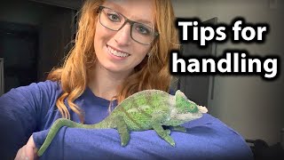 How to handle and tame a chameleon [upl. by Bowler]