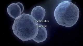 The MAPK Signaling Pathway [upl. by End]