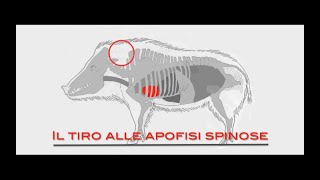 Caccia al cinghiale  Il tiro alle apofisi [upl. by Akirdnwahs]