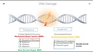 DNA Repair Mechanisms Part 1 [upl. by Airtina]