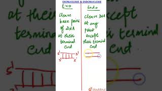 Exonucleases and Endonucleases [upl. by Gaye611]