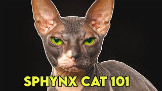 Sphynx Cat 101  Must Watch BEFORE Getting One [upl. by Hsizan]