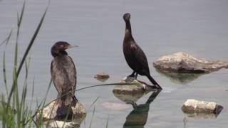 Neotropic Cormorant [upl. by Cam]