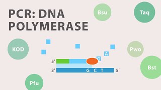 2 Polymerase Chain Reaction PCR  DNA Polymerase [upl. by Yarod375]