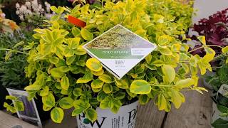 Gold Splash® Wintercreeper Euonymus  OUTSTANDING COLORFUL Yearround Ground Cover [upl. by Ayirp]