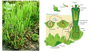 ANTHOCEROPHYTA [upl. by Irim]