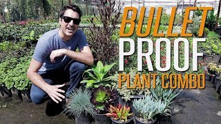 Bullet Proof Plant Combo for Full Sun [upl. by Elok]