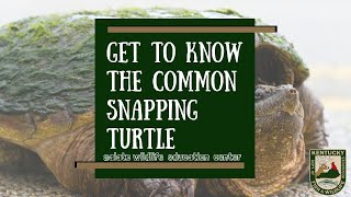 Get to Know the Common Snapping Turtle [upl. by Simson846]