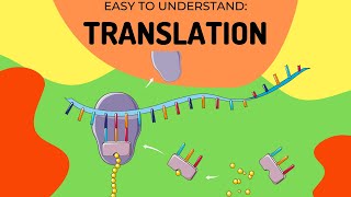 Protein Synthesis Translation [upl. by Aicilf221]