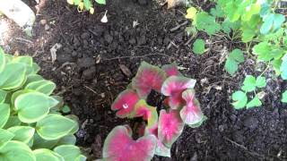 What to Plant in Full Shade  Hostas Ferns amp More [upl. by Aremus]