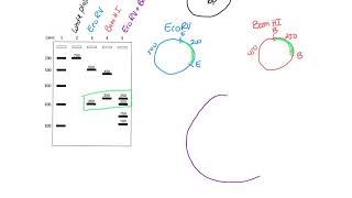 Restriction Mapping [upl. by Asenej]