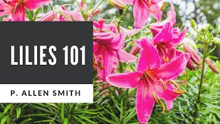 Lilies 101 Care Types and Handling [upl. by Oniram]