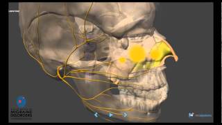 Migraine Pathophysiology  In depth [upl. by Vittoria]