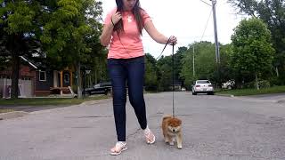 How to teach a puppy to walk on a leash  Shiba inu [upl. by Nettirb722]