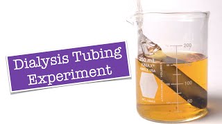 Dialysis Tubing Experiment [upl. by Nuhsyar406]