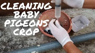 Cleaning Baby Pigeon Crop  How To Clean Pigeons Crop [upl. by Ahsirk]