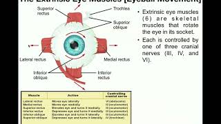 Clinical testing extraocular muscles tutorial [upl. by Rrats158]