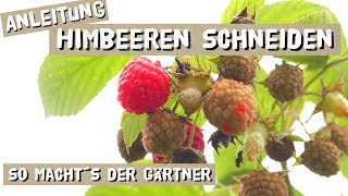 Himbeeren Schneiden  Anleitung vom Gärtner [upl. by Schear]