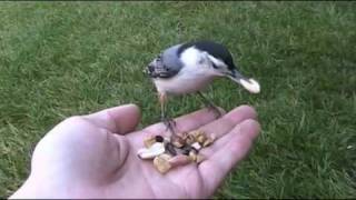 Alfred the White Breasted Nuthatch [upl. by Cosma265]