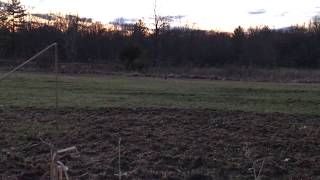 American Woodcock Courtship Display [upl. by Atiseret871]