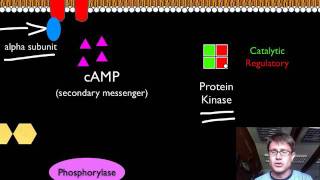 Signal Transduction Pathways [upl. by Lila429]