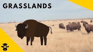 Grasslands  Biomes of the World [upl. by Ahsienroc206]