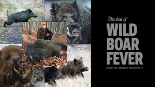 Wild boar driven hunting in December 2018  best moments 1 [upl. by Maxma]