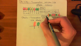 Transcription ActivatorLike Effector Nucleases TALENs [upl. by Baudelaire566]