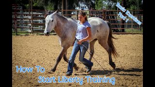 How To Start Liberty Training With Your Horse Basic Exercises Part 1 [upl. by Theone]