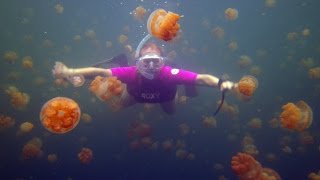 How do Jellyfish Move [upl. by Ogir]