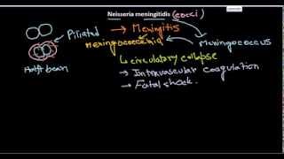 Neisseria meningitidis introduction [upl. by Colt60]