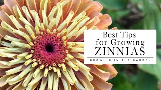 HOW to PLANT and GROW ZINNIAS plus TIPS for growing zinnias in HOT CLIMATES [upl. by Suiraj]