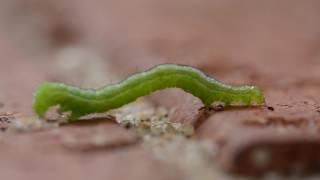 Inchworm Geometridae caterpillar [upl. by Neroc811]